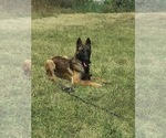 Small Photo #3 Belgian Malinois Puppy For Sale in HOUSTON, TX, USA
