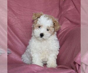 Medium Maltipoo