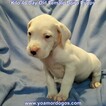 Small Photo #241 Dogo Argentino Puppy For Sale in JANE, MO, USA