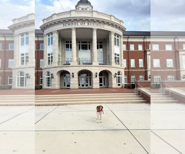 Medium Photo #16 Mutt Puppy For Sale in Rustburg, VA, USA