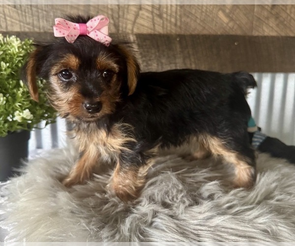 Medium Photo #4 Yorkshire Terrier Puppy For Sale in NAPPANEE, IN, USA