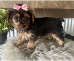 Small #3 Yorkshire Terrier