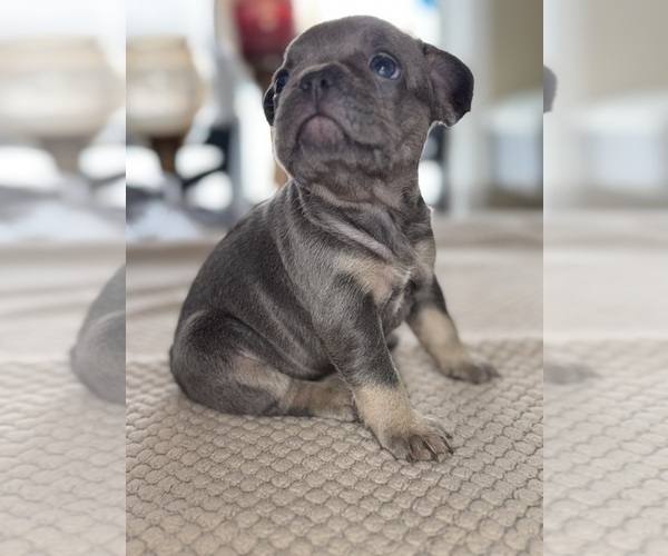 Medium Photo #2 French Bulldog Puppy For Sale in HILTON, NY, USA