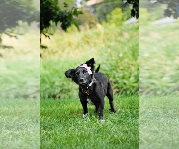 Medium Photo #4 Colonial Cocker Spaniel-Unknown Mix Puppy For Sale in Sandy, UT, USA