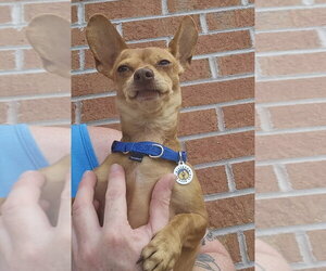 Itzel - Female Mutt Dog for Adoption - Photo #2