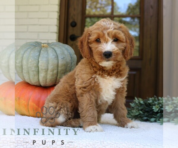 Medium Photo #3 Goldendoodle (Miniature) Puppy For Sale in PARADISE, PA, USA