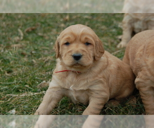 Golden Irish Puppy for sale in WAYLAND, MI, USA