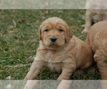 Small Photo #1 Golden Irish Puppy For Sale in WAYLAND, MI, USA