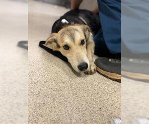 German Shepherd Dog-Unknown Mix Dogs for adoption in Riverside, CA, USA