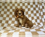 Small Cavapoo (Miniature)