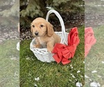 Small Photo #1 Dachshund Puppy For Sale in MIDDLEBURY, IN, USA