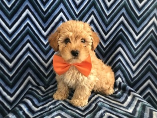 Poochon Puppy for sale in HONEY BROOK, PA, USA