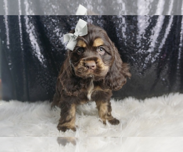 Medium Photo #53 Cocker Spaniel Puppy For Sale in WARSAW, IN, USA