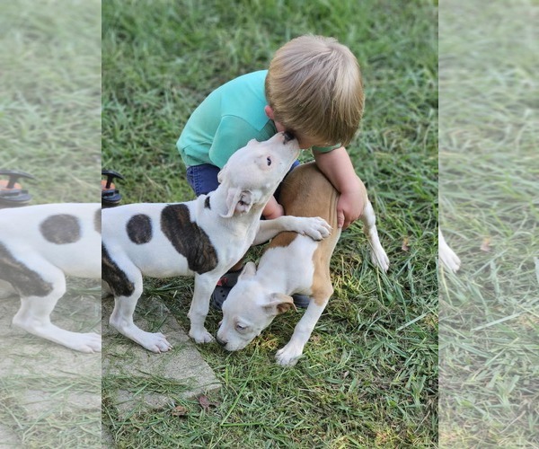 Medium Photo #4 American Pit Bull Terrier-Unknown Mix Puppy For Sale in Wakefield, RI, USA