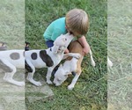 Small #3 American Pit Bull Terrier Mix