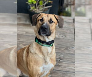 Rex - Male Shepradors Dog for Adoption - Photo #2