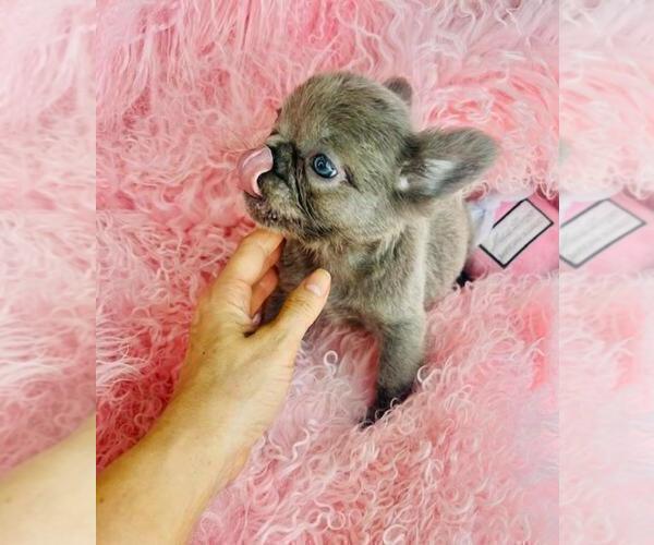 Medium Photo #28 French Bulldog Puppy For Sale in BOCA RATON, FL, USA