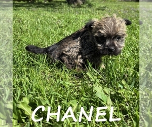 Cairnoodle Puppy for sale in HARTLAND, MN, USA