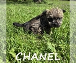 Image preview for Ad Listing. Nickname: Chanel