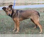 Small #2 Mutt