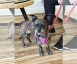 Small #1 Border Terrier-Cairn Terrier Mix