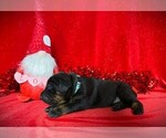 Puppy Light Blue Coll Doberman Pinscher