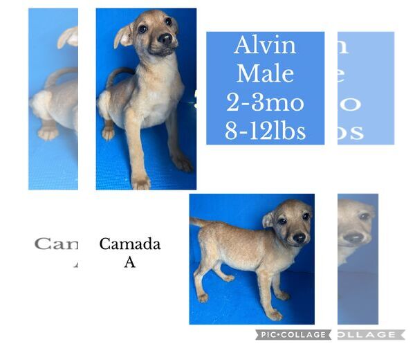 Medium Photo #3 Chihuahua-Unknown Mix Puppy For Sale in Virginia Beach, VA, USA