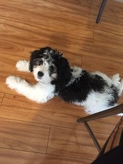 Cavachon Puppy for sale in ROYERSFORD, PA, USA