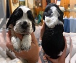 Puppy Puppy 4 English Springer Spaniel