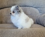 Small #1 Pomeranian
