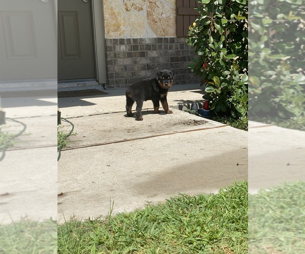 Medium Photo #1 Rottweiler Puppy For Sale in SPLENDORA, TX, USA