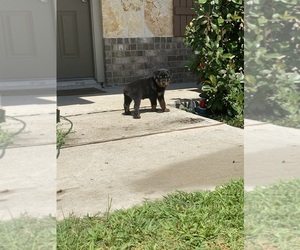 Rottweiler Puppy for sale in SPLENDORA, TX, USA