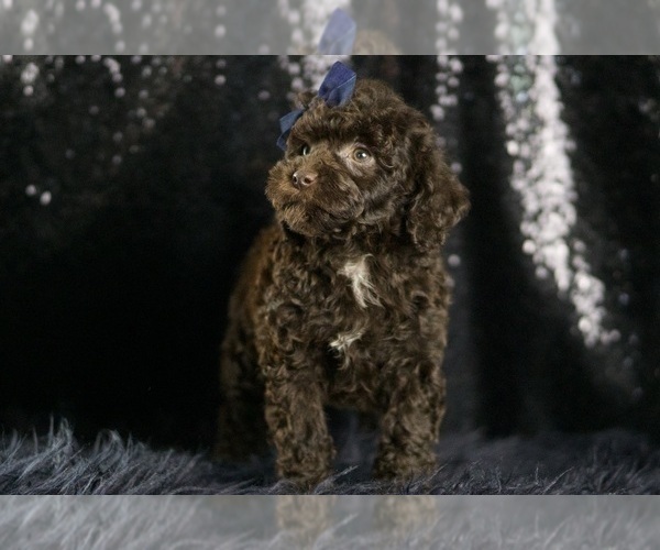 Medium Photo #5 Goldendoodle (Miniature) Puppy For Sale in WARSAW, IN, USA