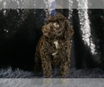 Small #4 Goldendoodle (Miniature)