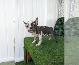 French Bulldog Puppy for sale in NORTH HILLS, CA, USA