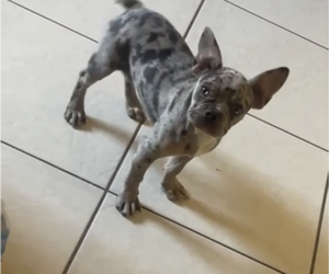 French Bulldog Puppy for sale in TAMPA, FL, USA