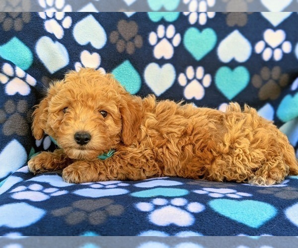 Medium Photo #4 Goldendoodle Puppy For Sale in LEOLA, PA, USA