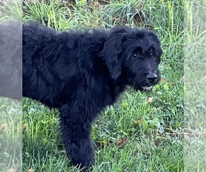 Goldendoodle Puppy for sale in DUNDEE, OH, USA