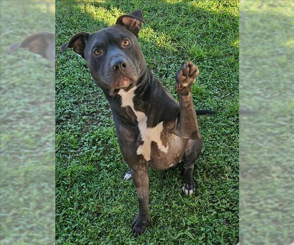 Medium Photo #1 American Pit Bull Terrier Puppy For Sale in Grovetown, GA, USA