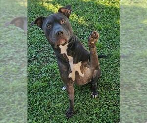 Medium American Pit Bull Terrier