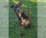Small American Pit Bull Terrier