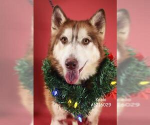 Siberian Husky Dogs for adoption in Bakersfield, CA, USA