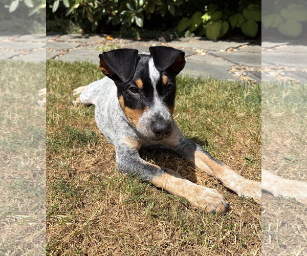 Medium Photo #2 Mutt Puppy For Sale in Bellevue, WA, USA