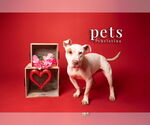 Small #21 American Staffordshire Terrier