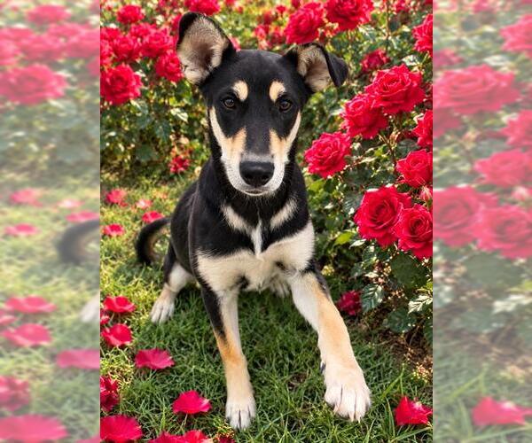 Medium Photo #1 German Shepherd Dog-Unknown Mix Puppy For Sale in Globe, AZ, USA