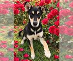Small German Shepherd Dog Mix