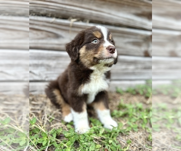 Medium Photo #1 Miniature Australian Shepherd Puppy For Sale in ORLANDO, FL, USA