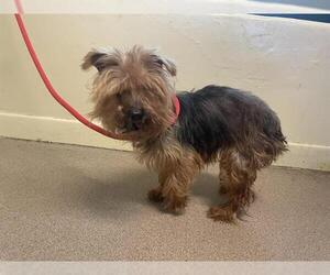 Mutt Dogs for adoption in Pasadena, CA, USA