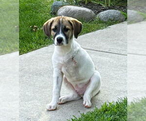 Mutt Dogs for adoption in St. Louis Park, MN, USA