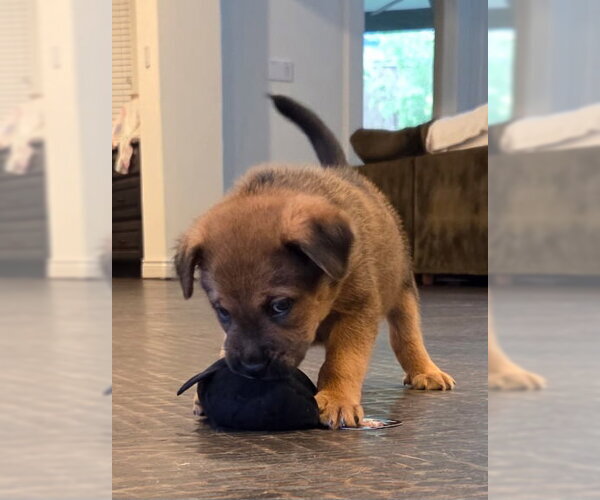 Medium Photo #2 Labrador Retriever-Unknown Mix Puppy For Sale in The Woodlands, TX, USA